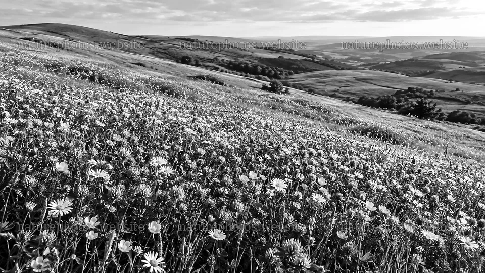 Monochrome Wildflower Meadow on Rolling Hills – nature photos 10324x5812