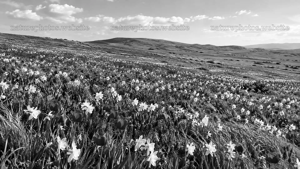Spring Bulbs Across a Rolling Meadow – nature photos 10324x5812