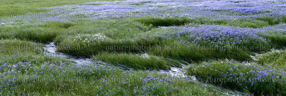 Biodiverse Nagano silver grass meadow dew in morning light – nature photos 13690x4602