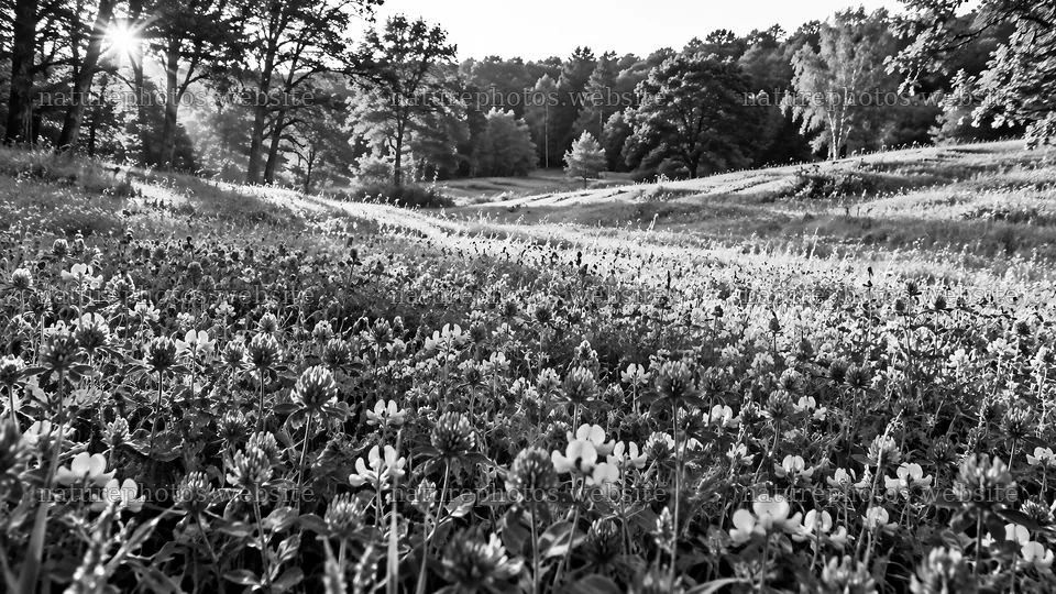 Sunbeams Over a Flower-Filled Forest Clearing – nature photos 10324x5812