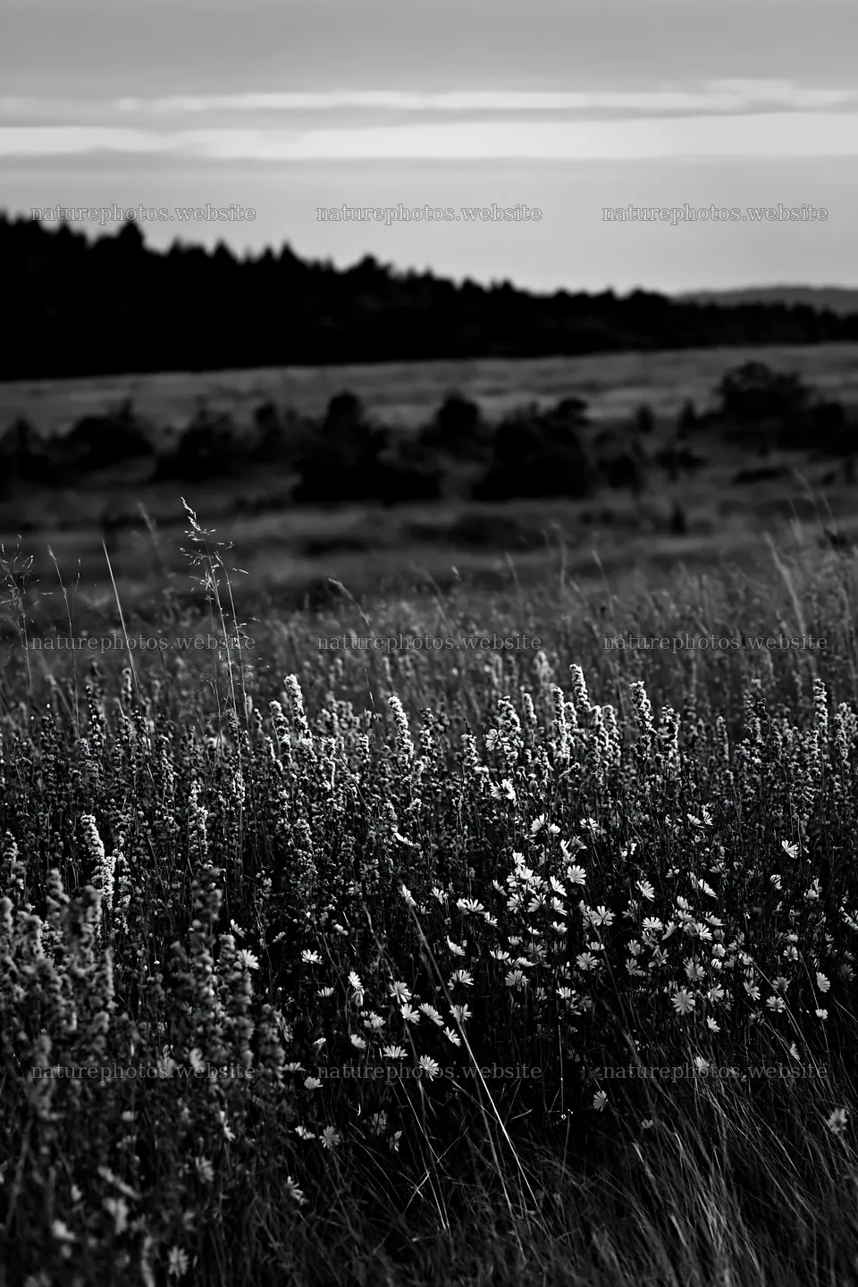 Sainfoin chicory meadow in black and white sunset light – nature photos 6480x9722