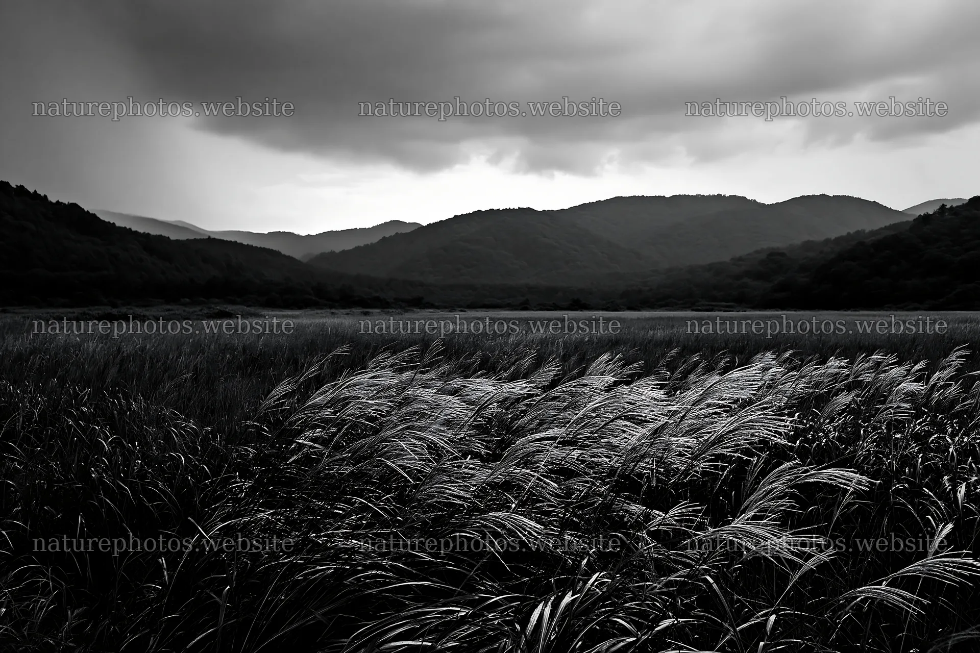 Iwate rain refreshed meadow seedhead foreground – nature photos 9722x6480