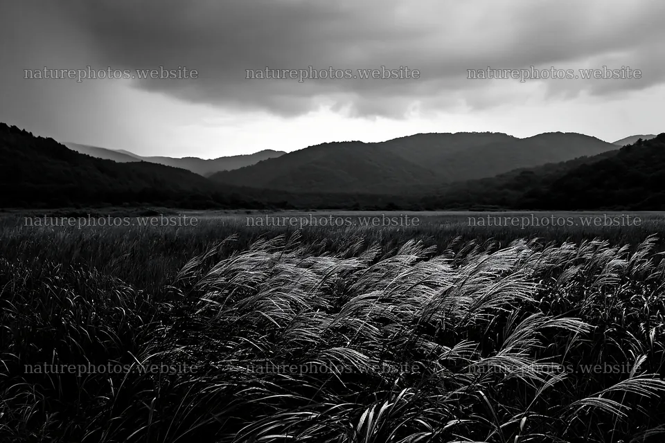 Iwate rain refreshed meadow seedhead foreground – nature photos 9722x6480