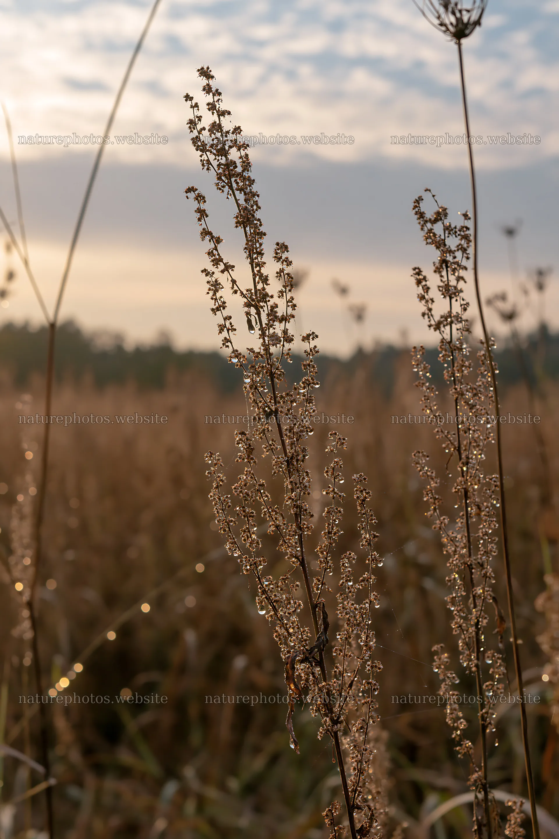 Aichi restored meadow autumn seedheads foreground – nature photos 6480x9722