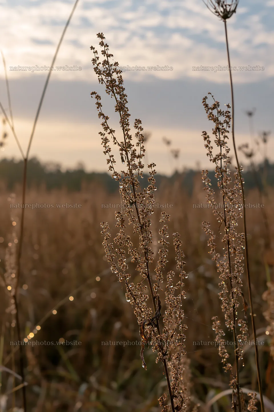 Aichi restored meadow autumn seedheads foreground – nature photos 6480x9722