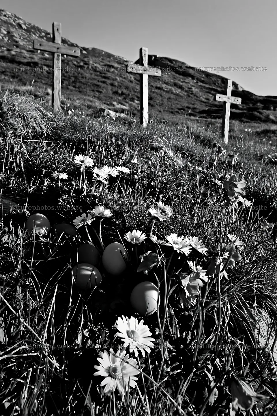 Three Christian crosses in a meadow with flowers – nature photos 6480x9722