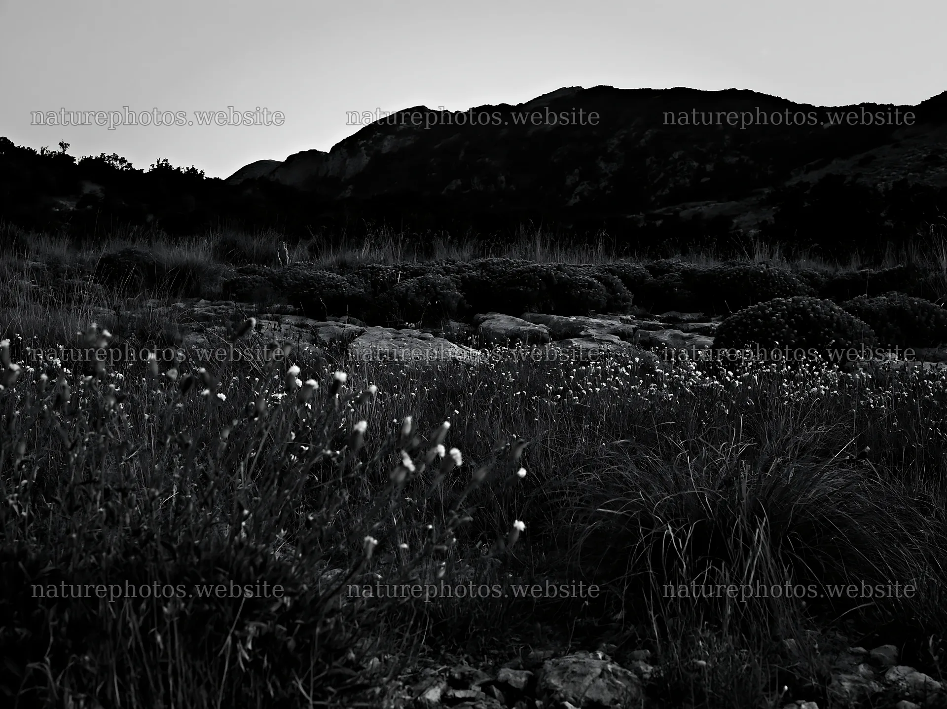 Night-blooming flowers in a meadow under a mountain silhouette – nature photos 9174x6866