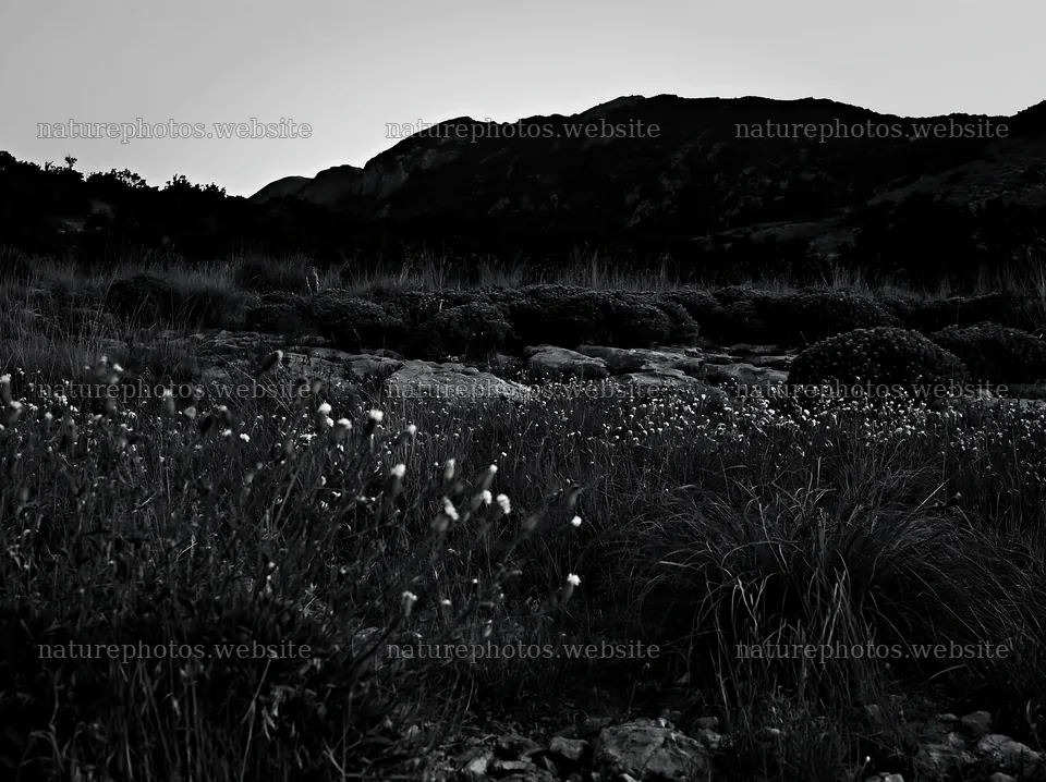 Night-blooming flowers in a meadow under a mountain silhouette – nature photos 9174x6866