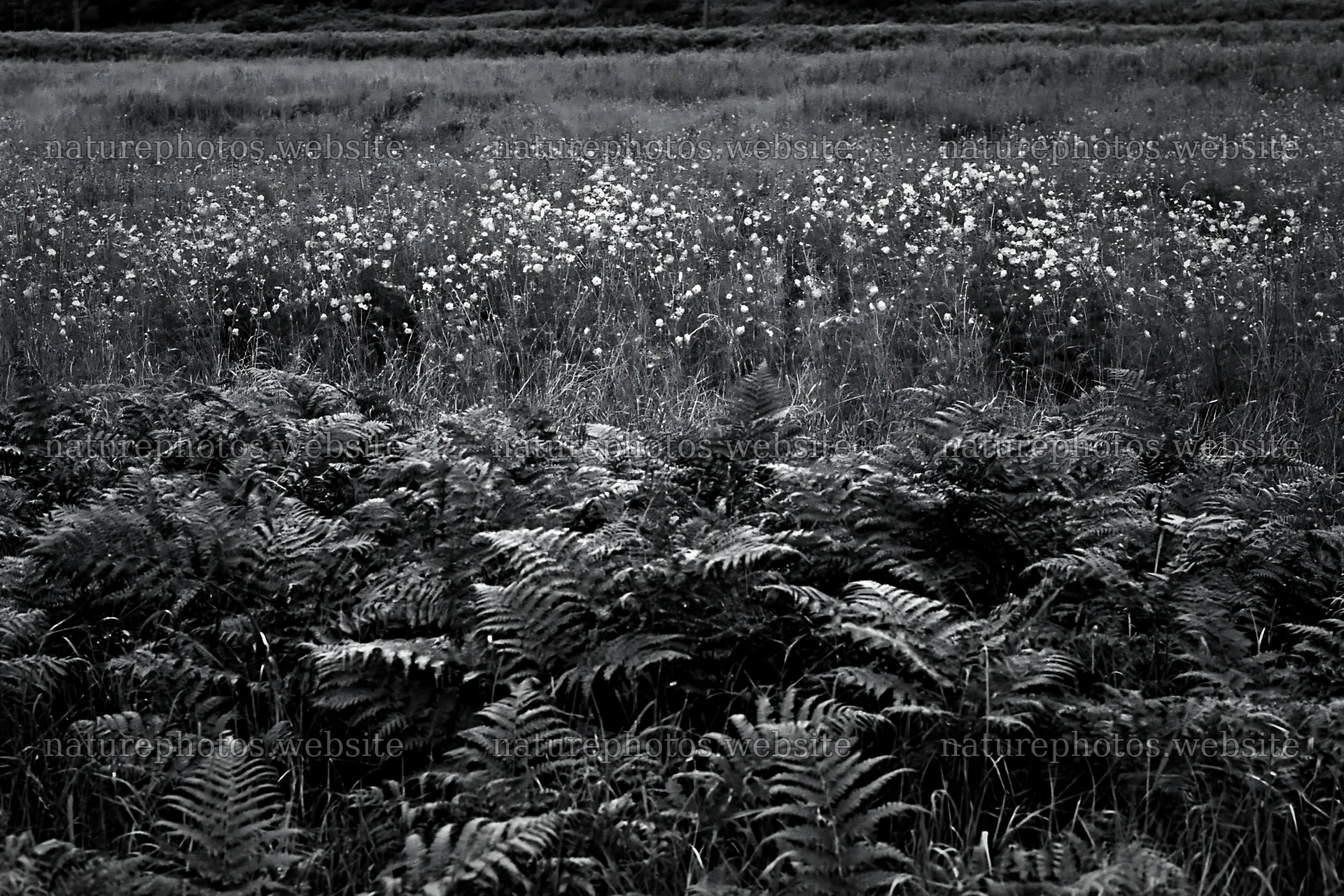 Nara summer meadow with fern foreground and wildflowers – nature photos 9722x6480