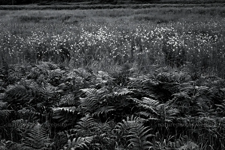 Nara summer meadow with fern foreground and wildflowers – nature photos 9722x6480