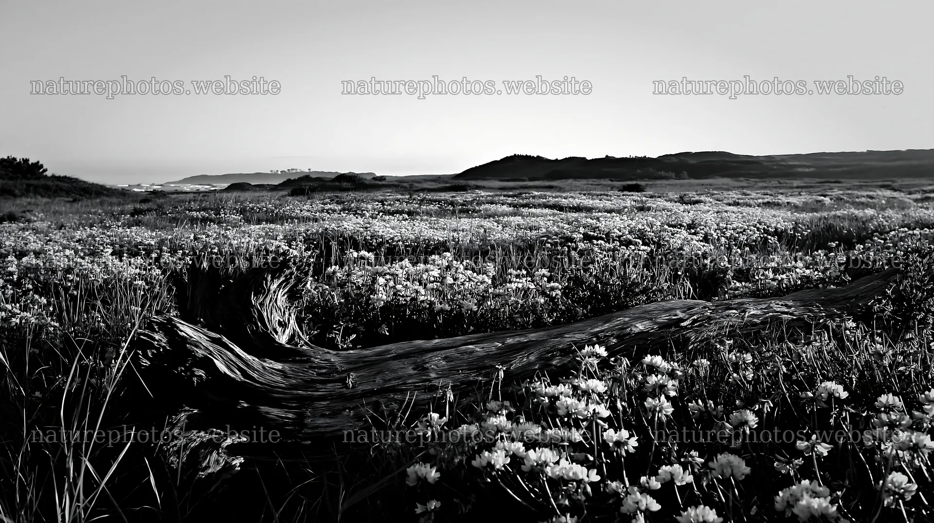 Chiba coastal climate meadow with driftwood and flowers – nature photos 10608x5938