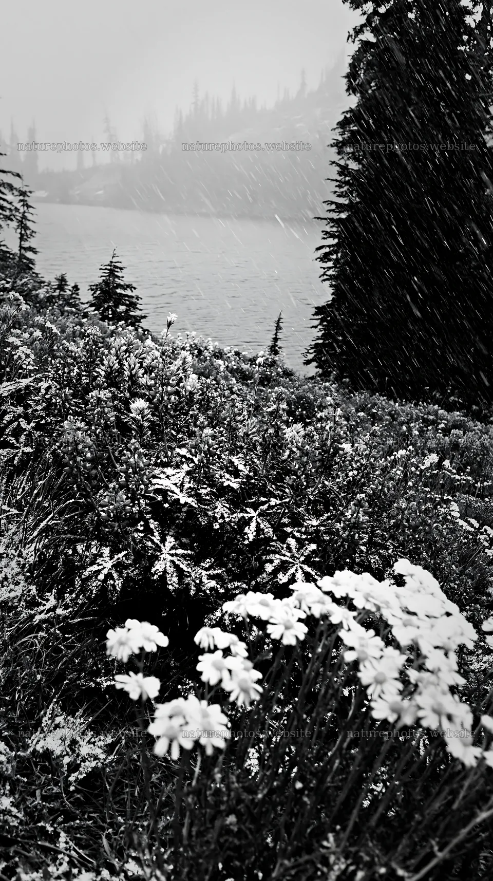 Snowy lakeside meadow with blooming flowers – nature photos 5938x10608