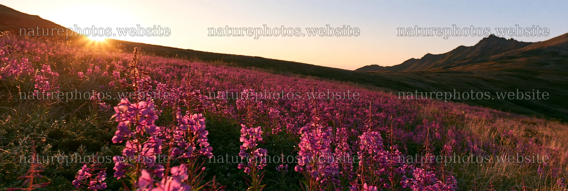 Fireweed meadow at sunset with mountains in the background – nature photos 13690x4602