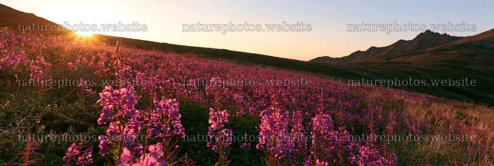 Fireweed meadow at sunset with mountains in the background – nature photos 13690x4602