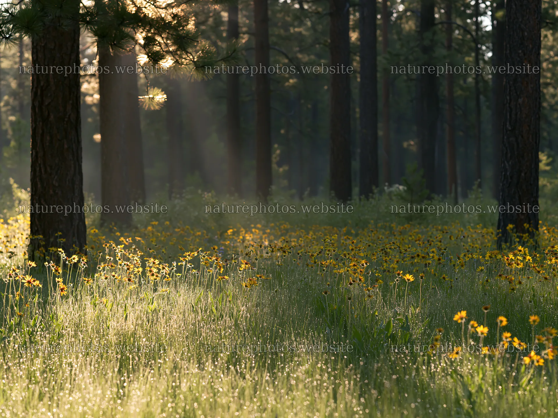 Pine forest meadow with wildflowers in morning light – nature photos 9174x6866