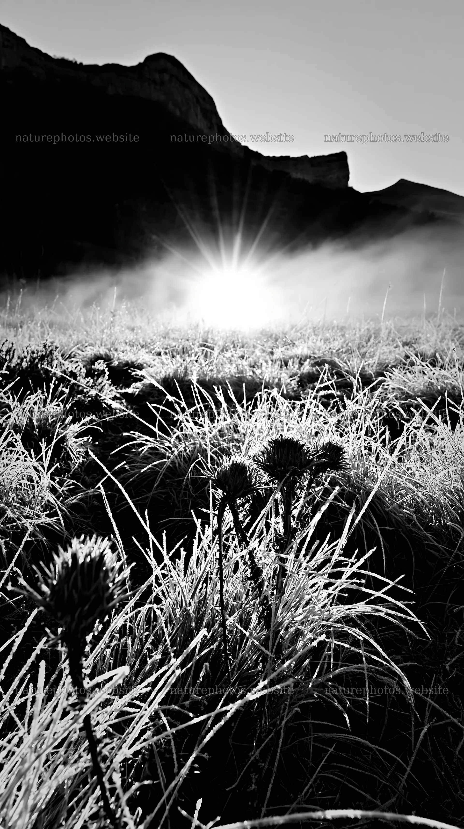 Frosty meadow at sunrise with rising sun behind mountains – nature photos 5938x10608