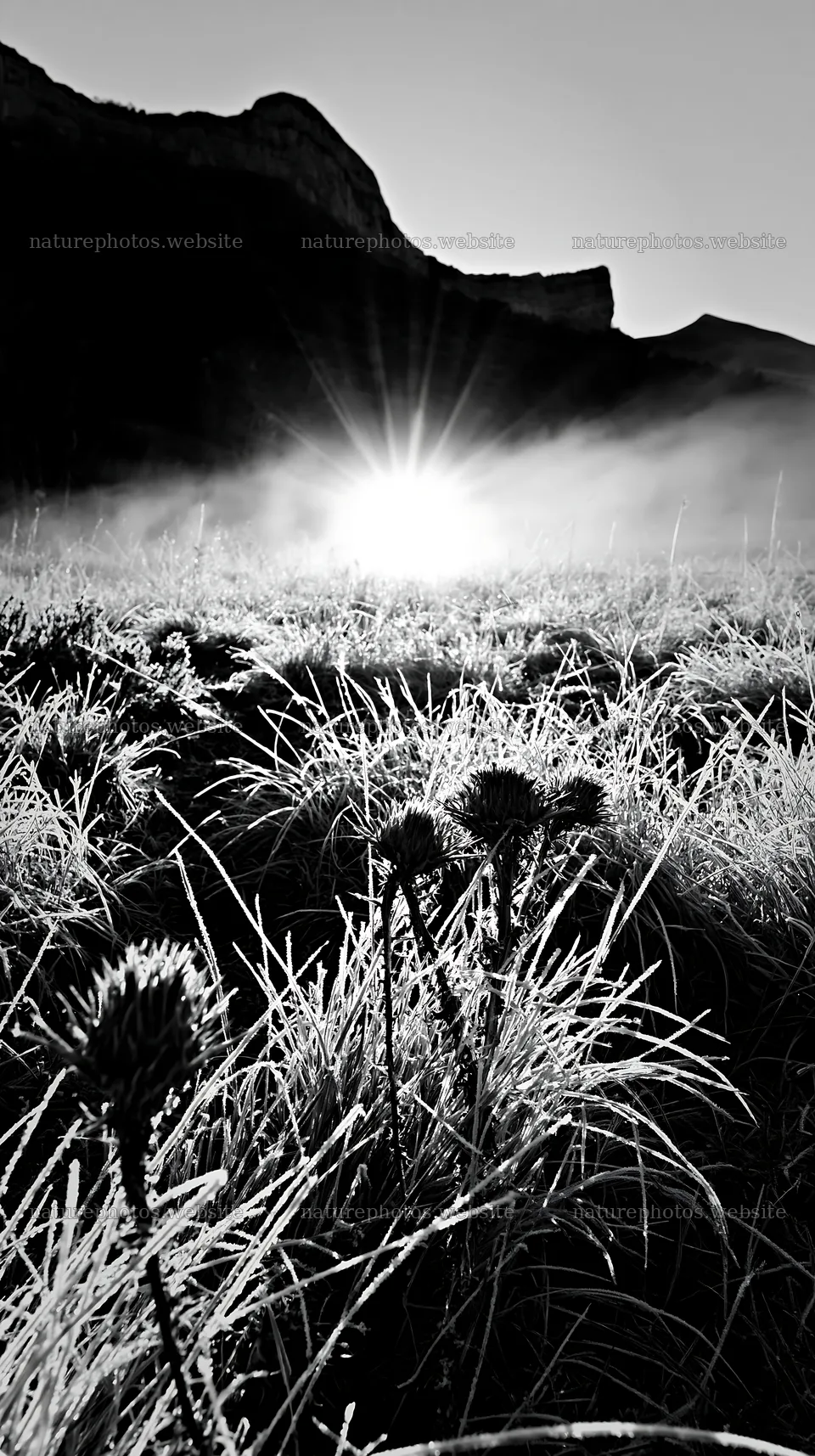 Frosty meadow at sunrise with rising sun behind mountains – nature photos 5938x10608