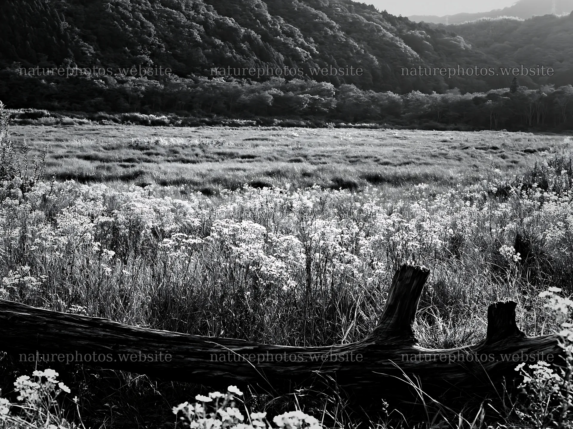 Wakayama autumn meadow with weathered wood in foreground – nature photos 9174x6866