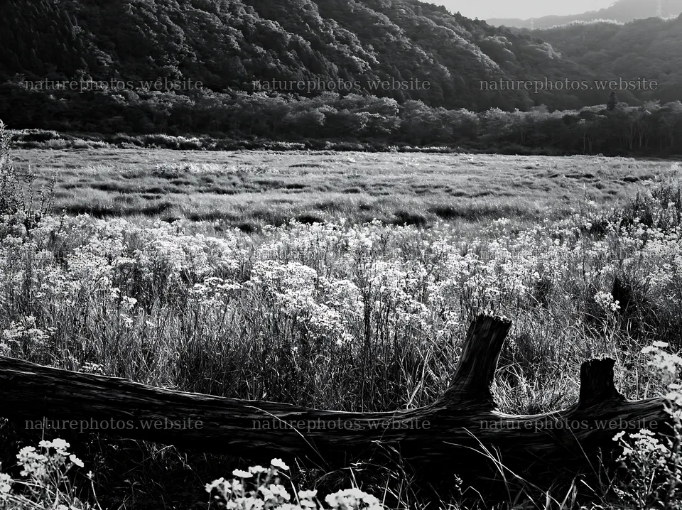 Wakayama autumn meadow with weathered wood in foreground – nature photos 9174x6866