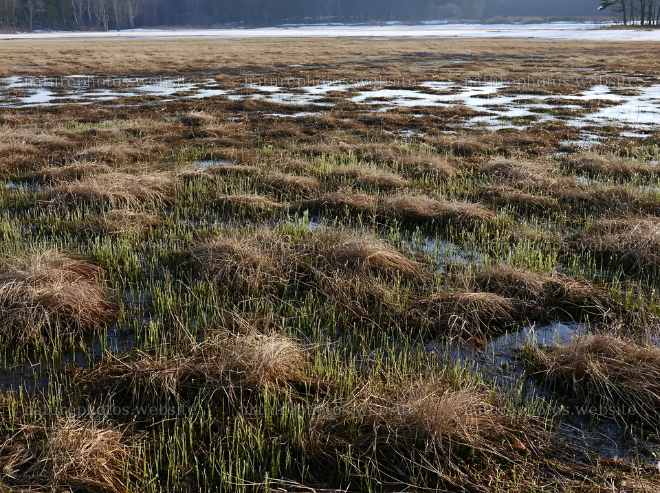 Akita snowmelt meadow with silver grasses in spring – nature photos 9174x6866