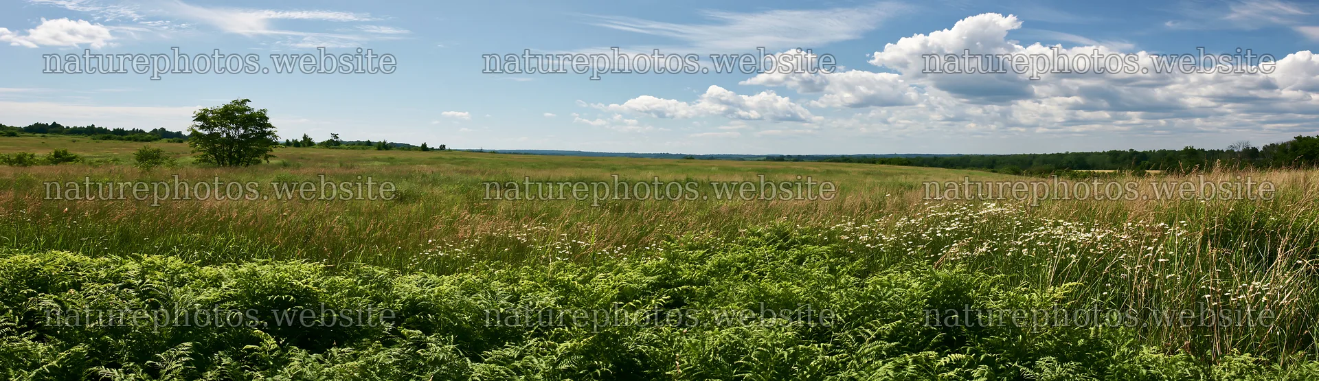 Nara summer meadow with fern foreground – nature photos 14762x4268