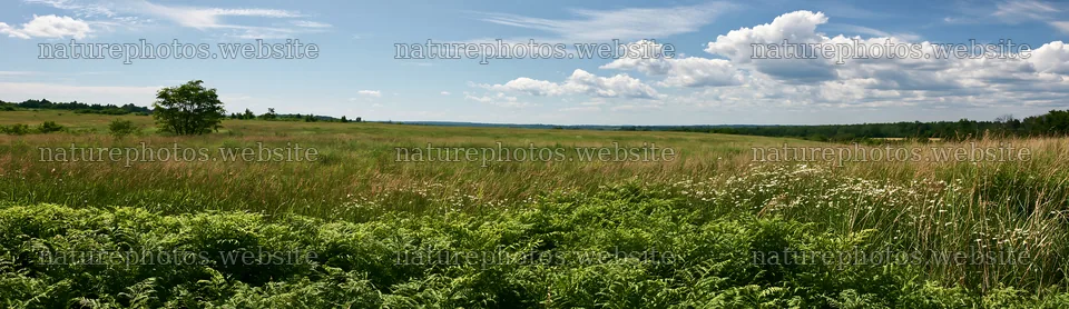 Nara summer meadow with fern foreground – nature photos 14762x4268