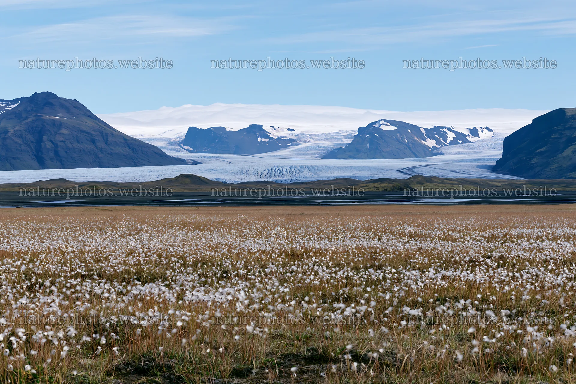 Cottongrass meadow glow with mountains and glacier in the background – nature photos 9722x6480
