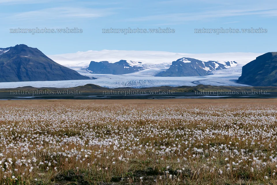 Cottongrass meadow glow with mountains and glacier in the background – nature photos 9722x6480