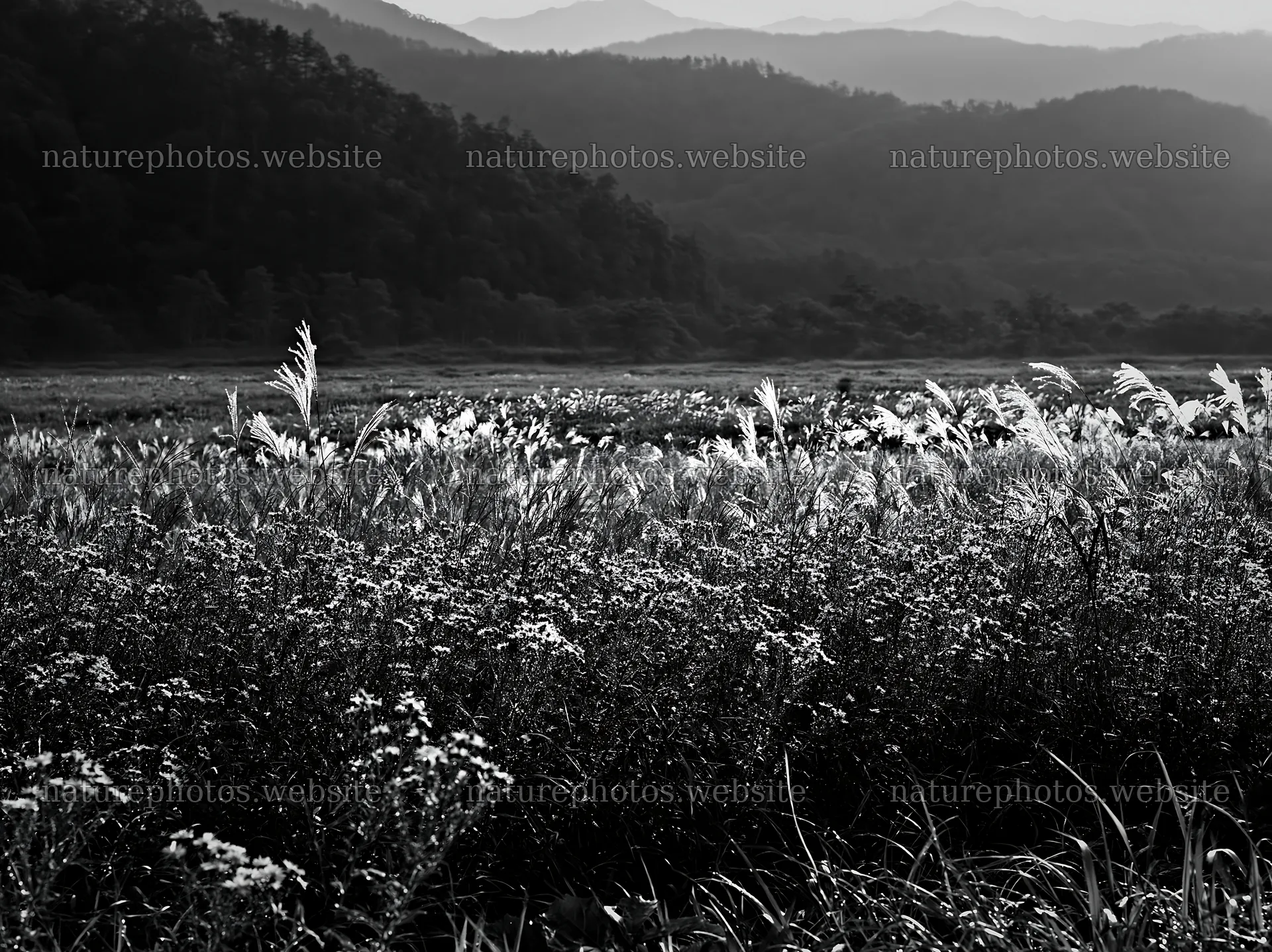 Biodiverse Nagano silver grass meadow covered in morning dew – nature photos 9174x6866