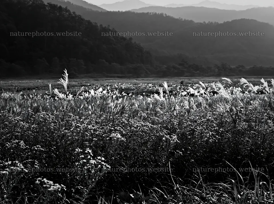 Biodiverse Nagano silver grass meadow covered in morning dew – nature photos 9174x6866