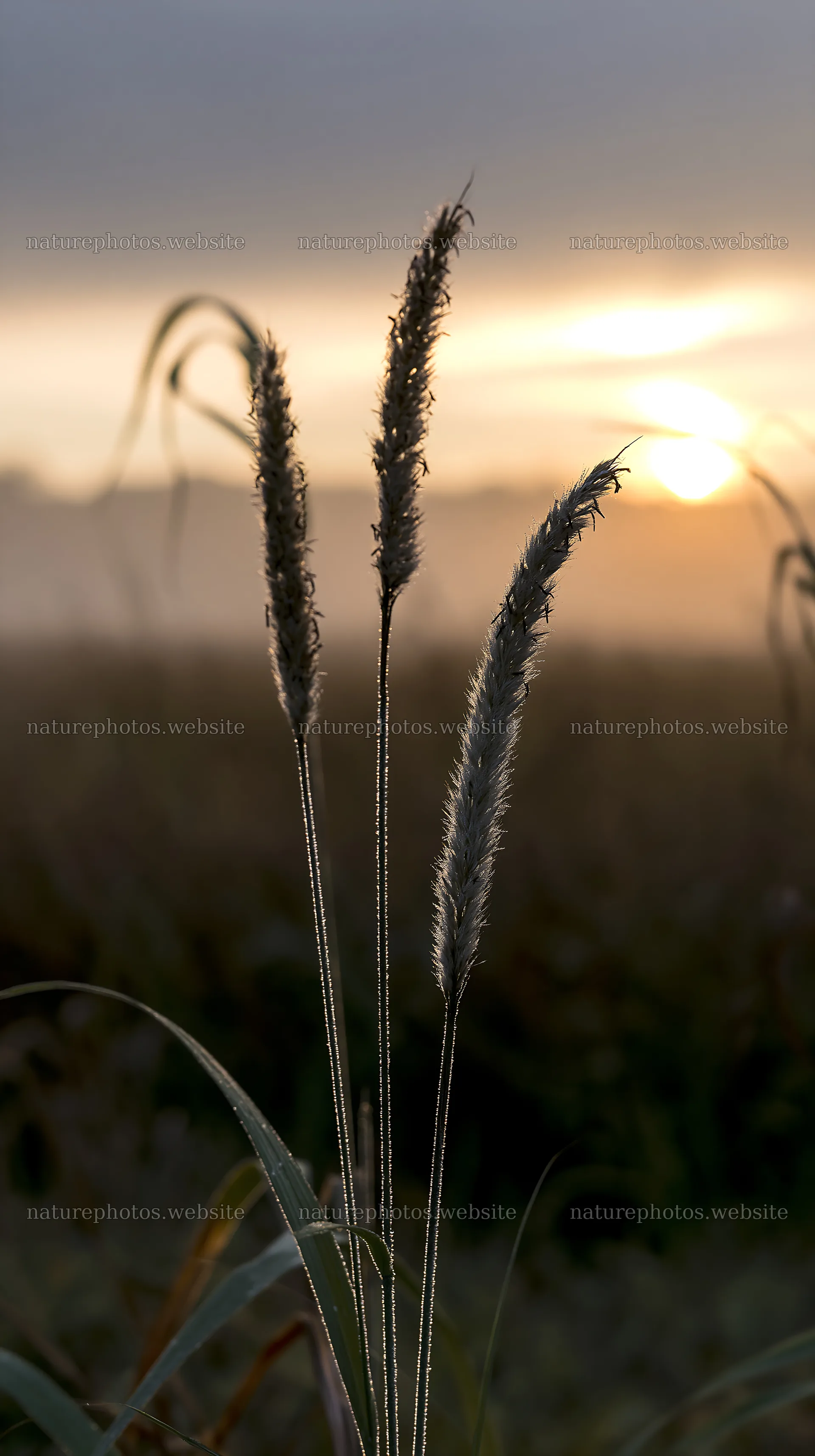 Miyazaki sunrise over meadow with dew-covered sedges – nature photos 5938x10608