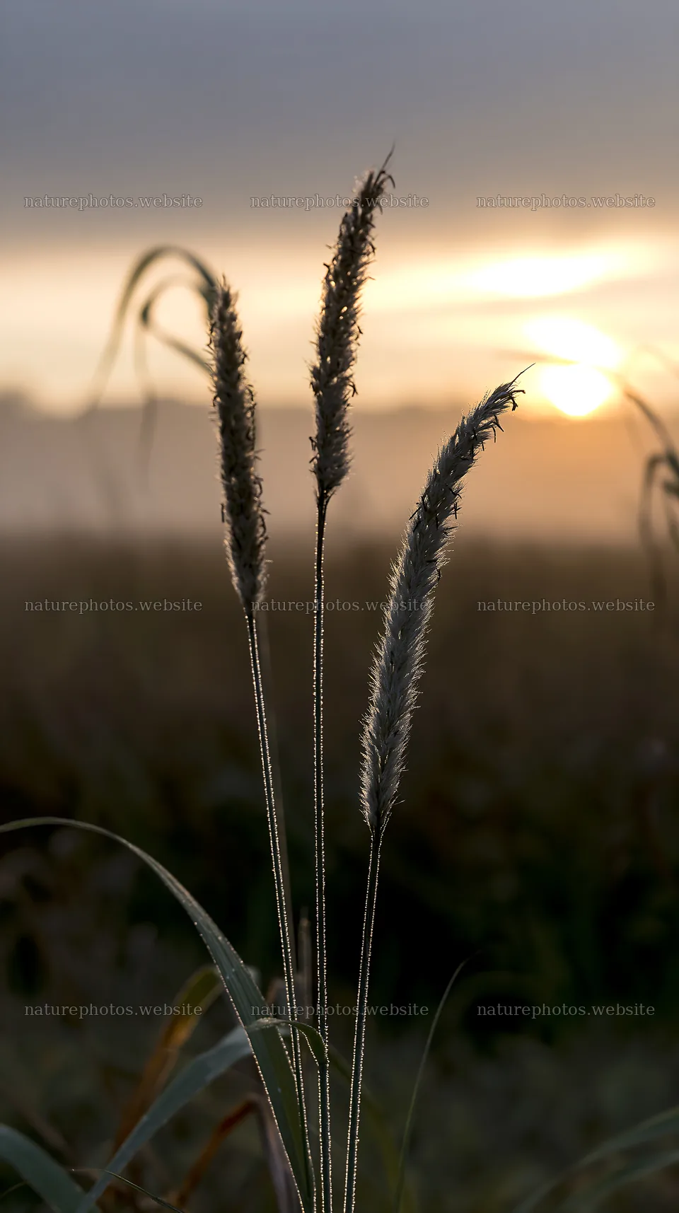 Miyazaki sunrise over meadow with dew-covered sedges – nature photos 5938x10608