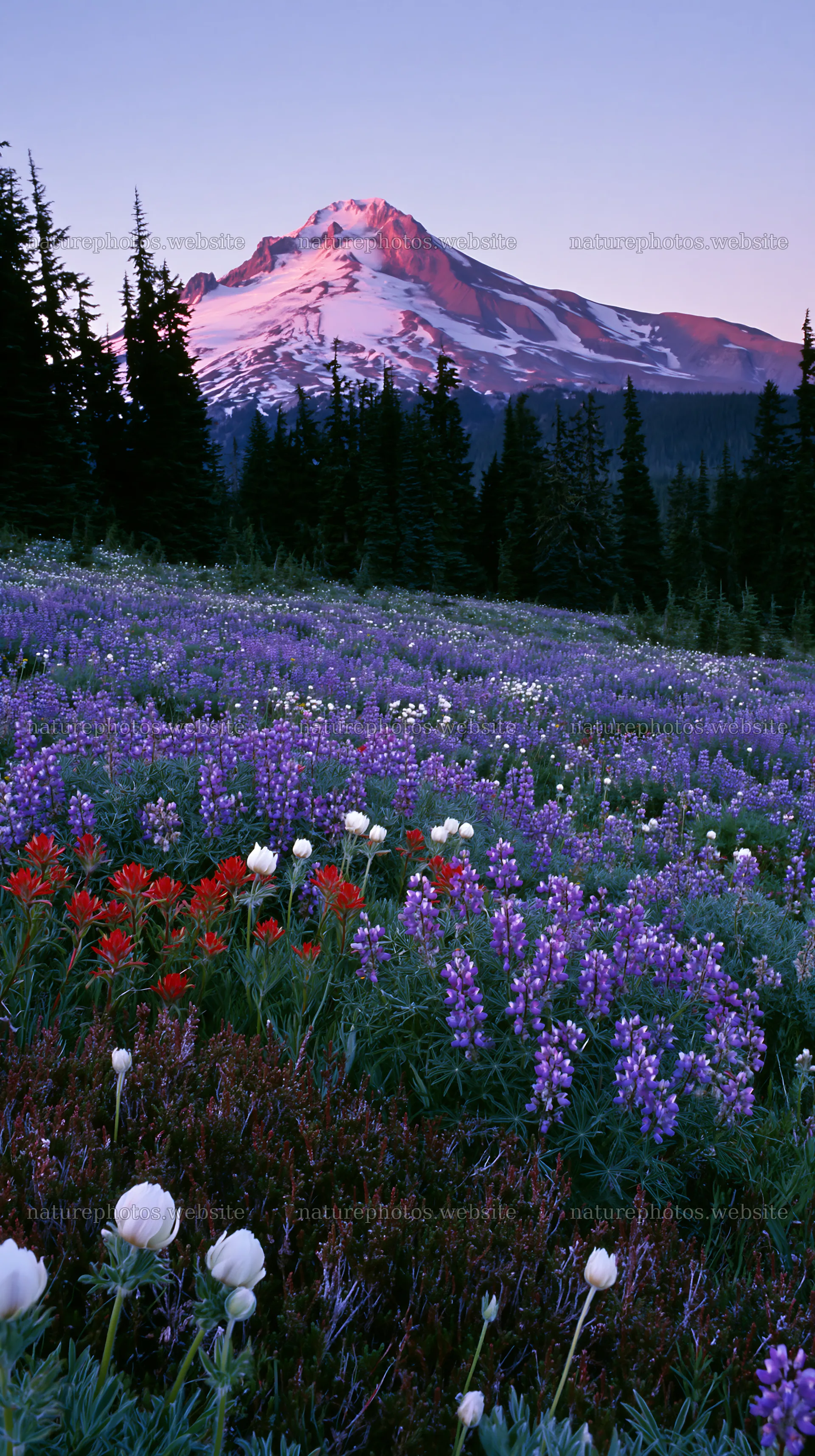 Colorful lupine meadow with purple flowers and mountain view – nature photos 5938x10608