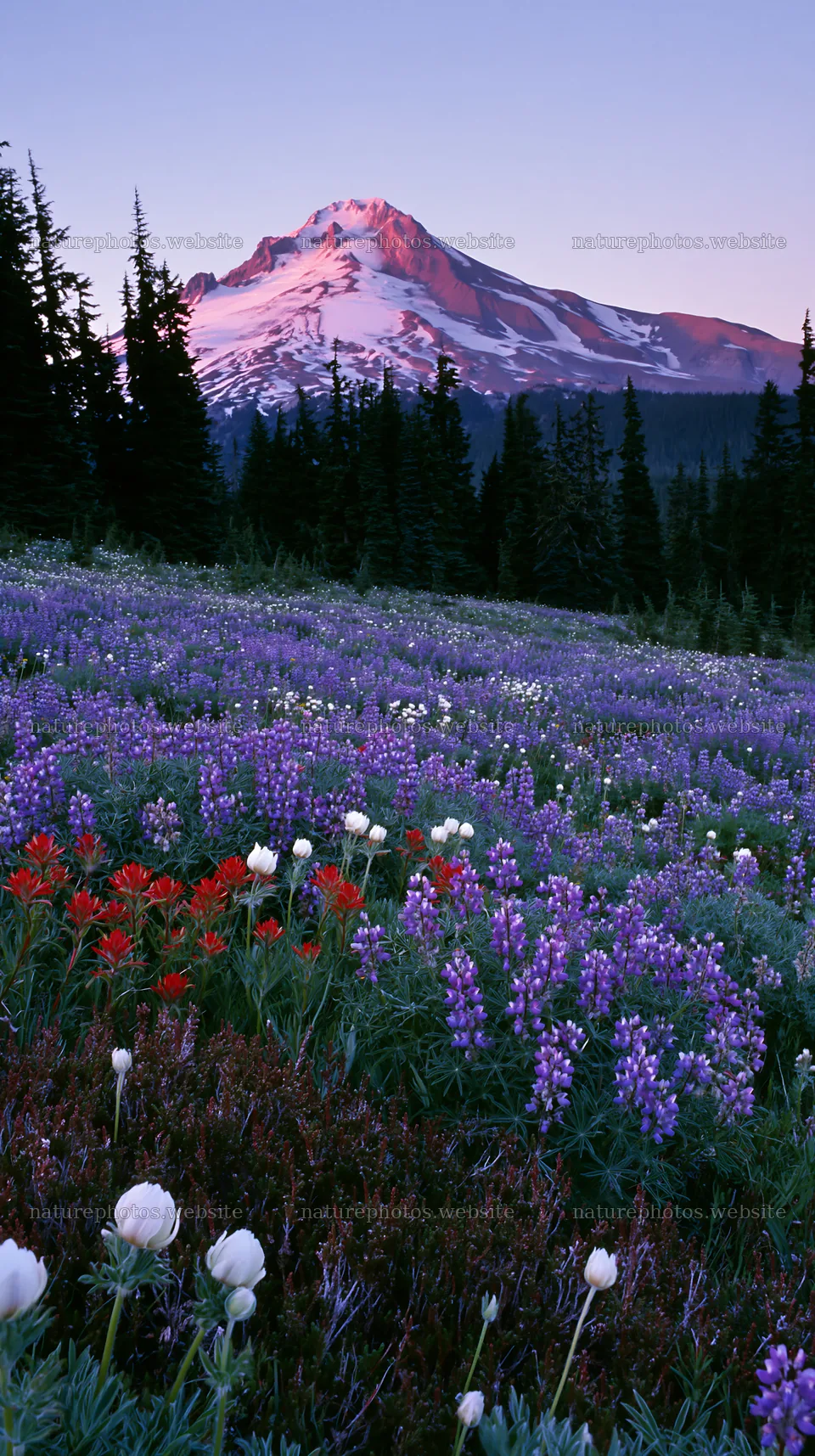 Colorful lupine meadow with purple flowers and mountain view – nature photos 5938x10608