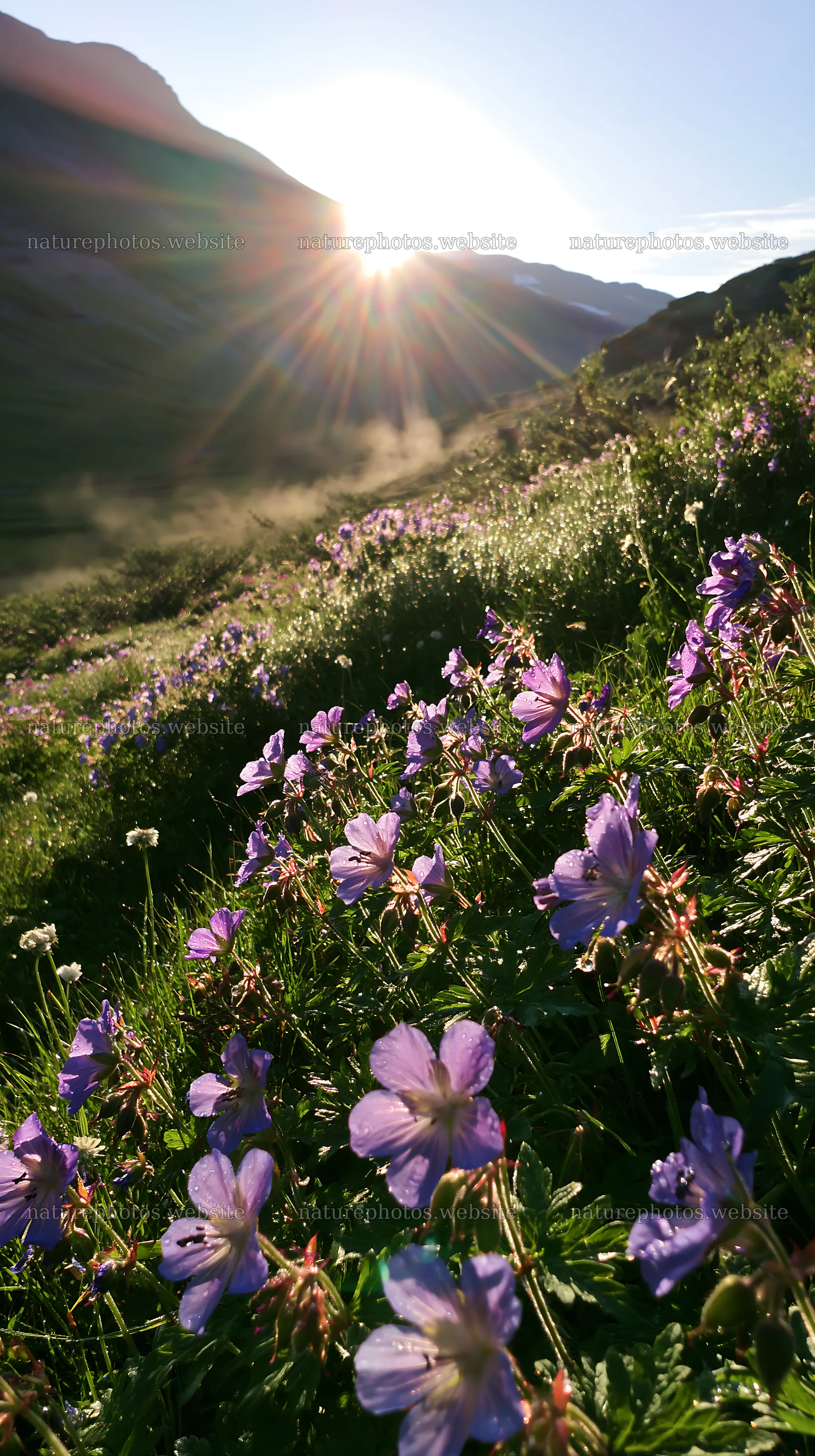 Sunbeams over Jotunheimen valley meadow with blooming flowers – nature photos 5938x10608
