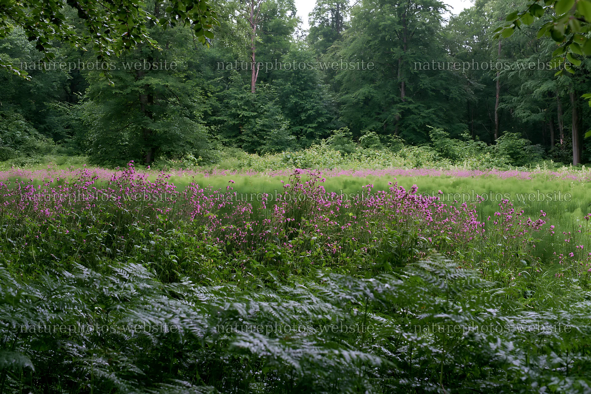 Pink campion flowers bloom in a meadow surrounded by trees – nature photos 9722x6480
