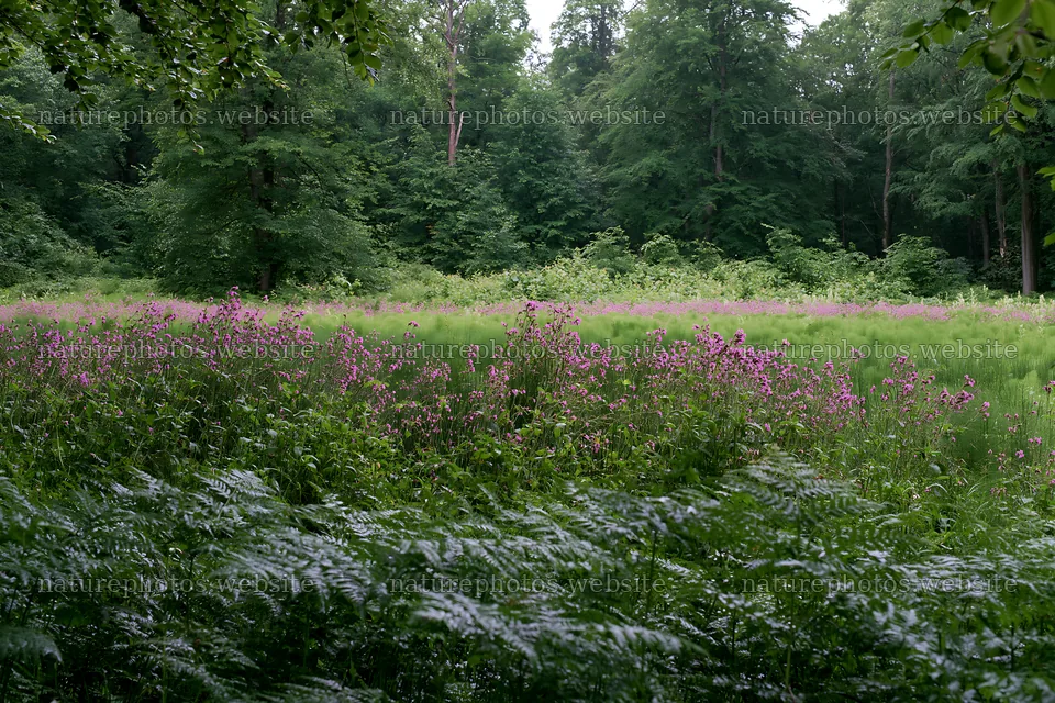 Pink campion flowers bloom in a meadow surrounded by trees – nature photos 9722x6480