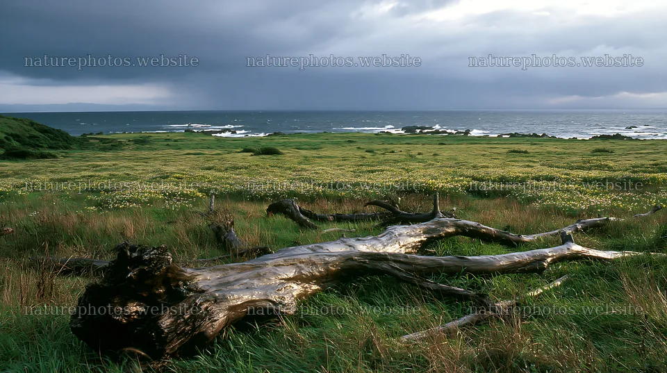 Nagasaki coastal meadow driftwood foreground mood – nature photos 10608x5938