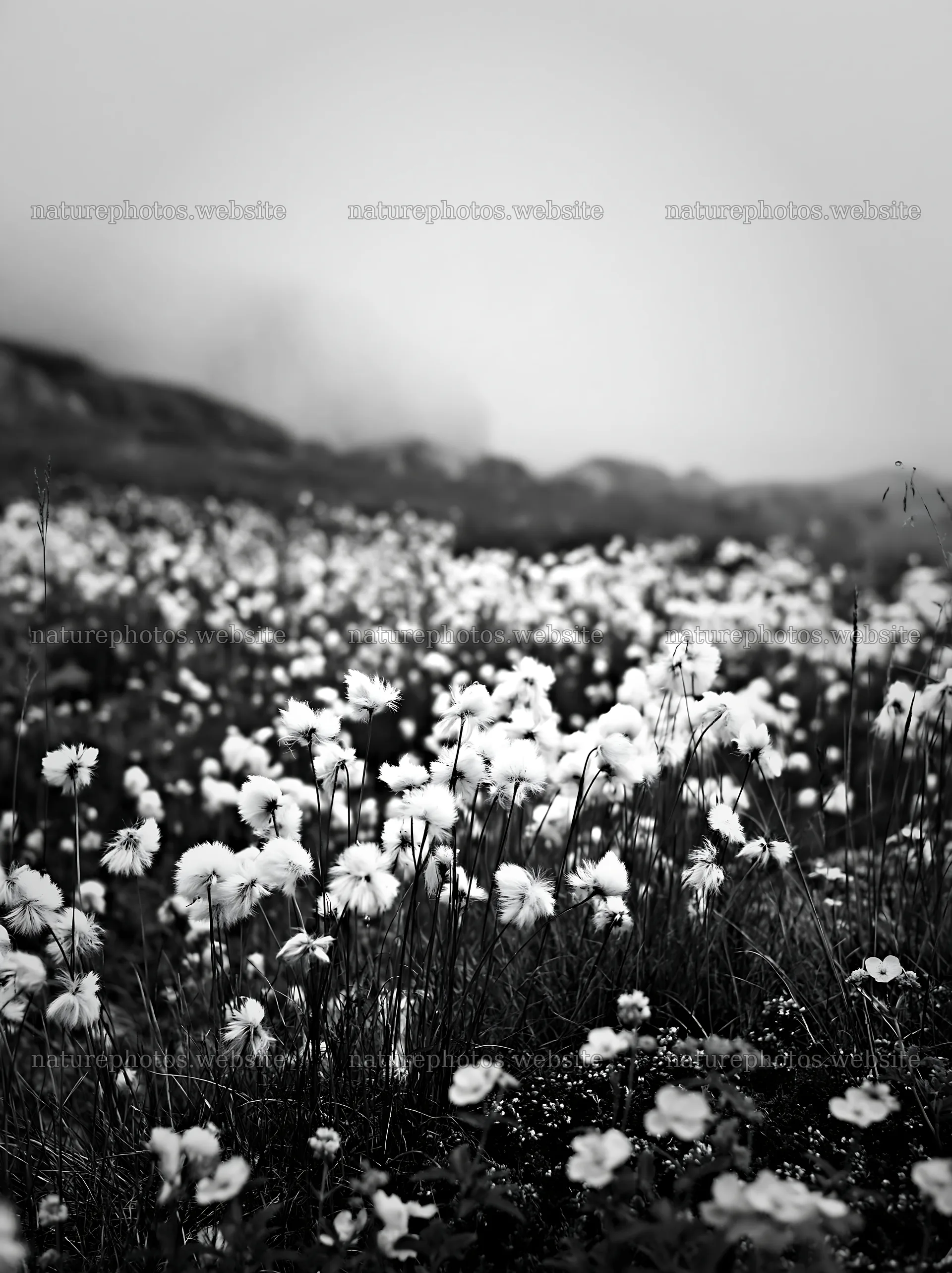 Cottongrass meadow in black and white glow – nature photos 6866x9174