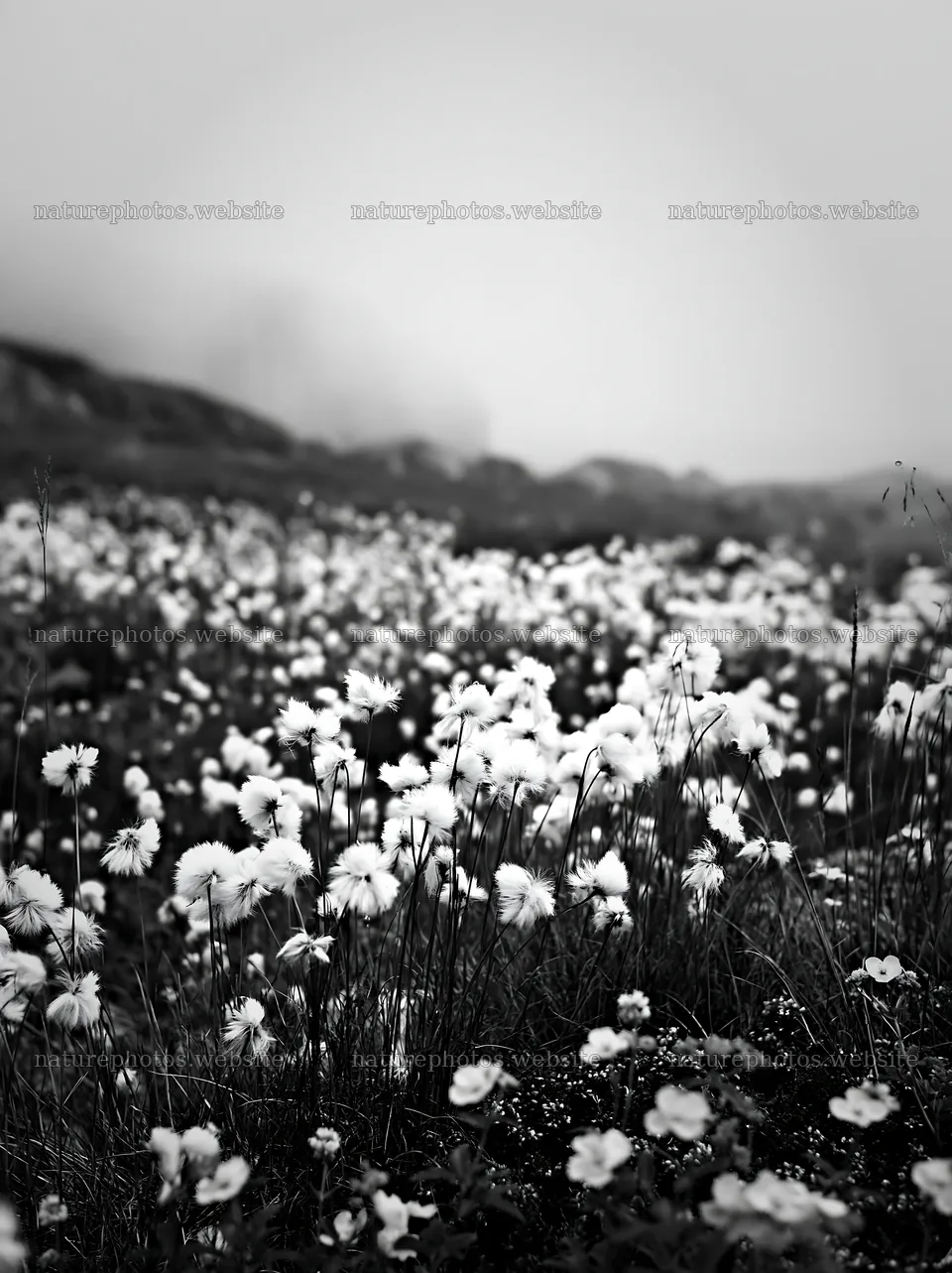 Cottongrass meadow in black and white glow – nature photos 6866x9174