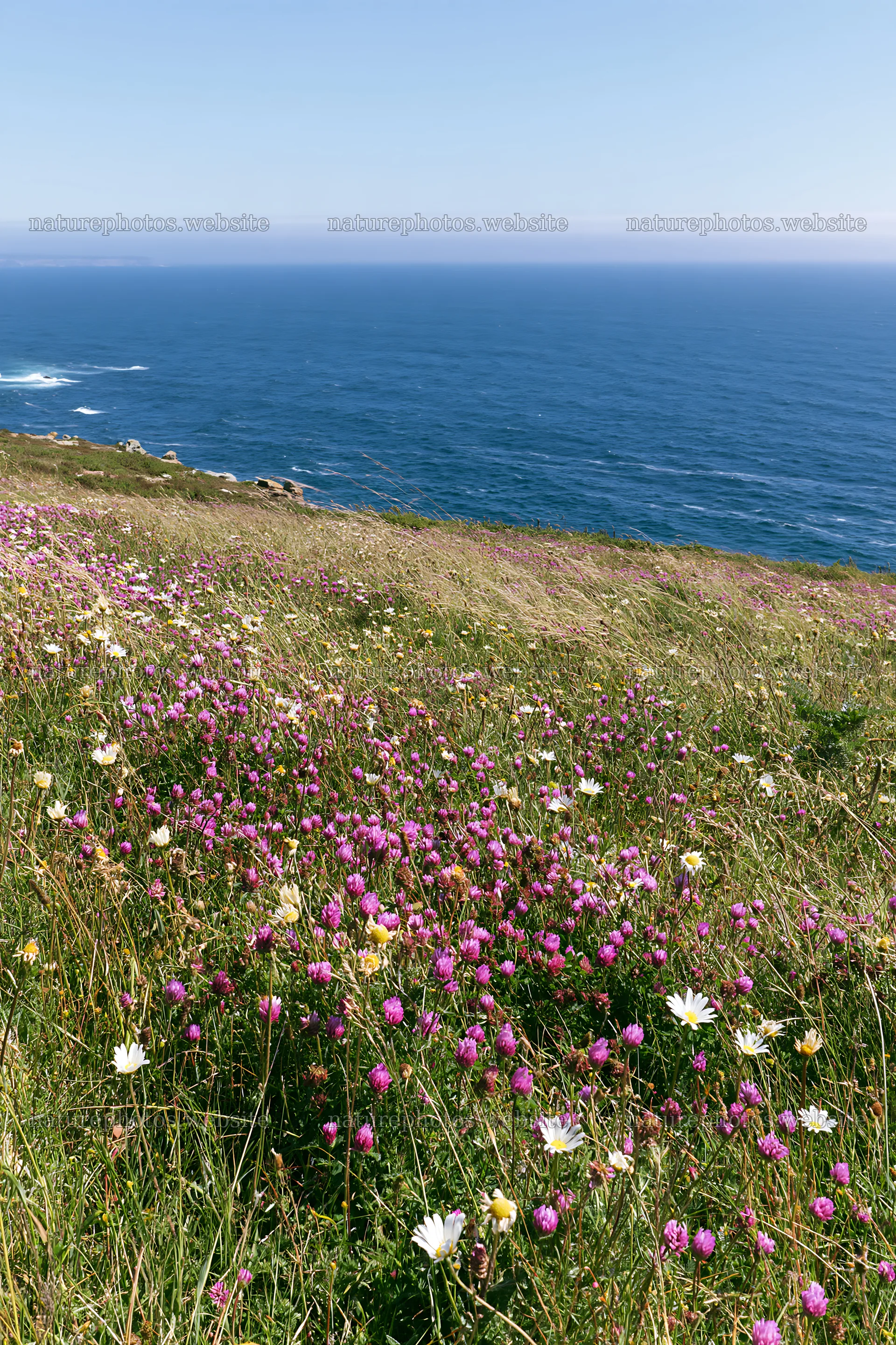 Colorful flowers in a meadow above the Atlantic coast in Portugal – nature photos 6480x9722