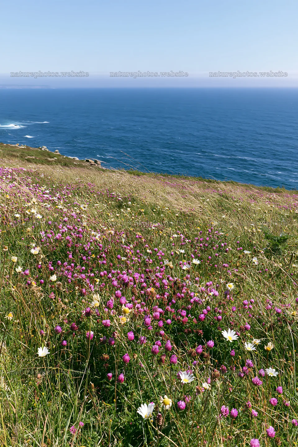 Colorful flowers in a meadow above the Atlantic coast in Portugal – nature photos 6480x9722
