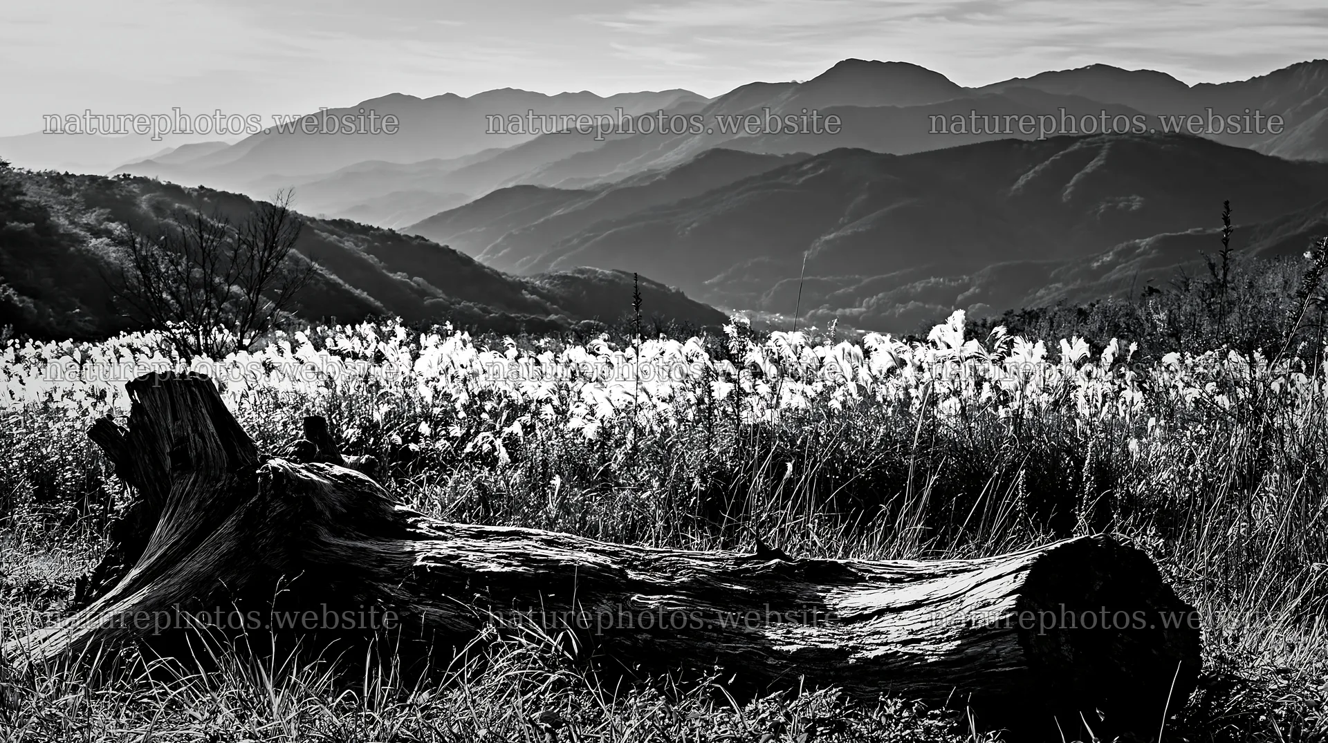 Wakayama autumn meadow with weathered wood in foreground – nature photos 10608x5938