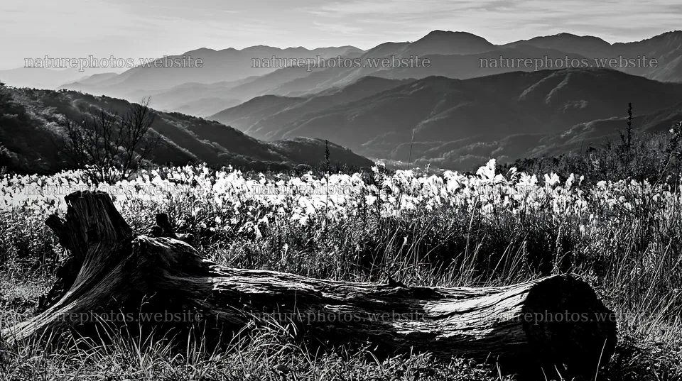 Wakayama autumn meadow with weathered wood in foreground – nature photos 10608x5938