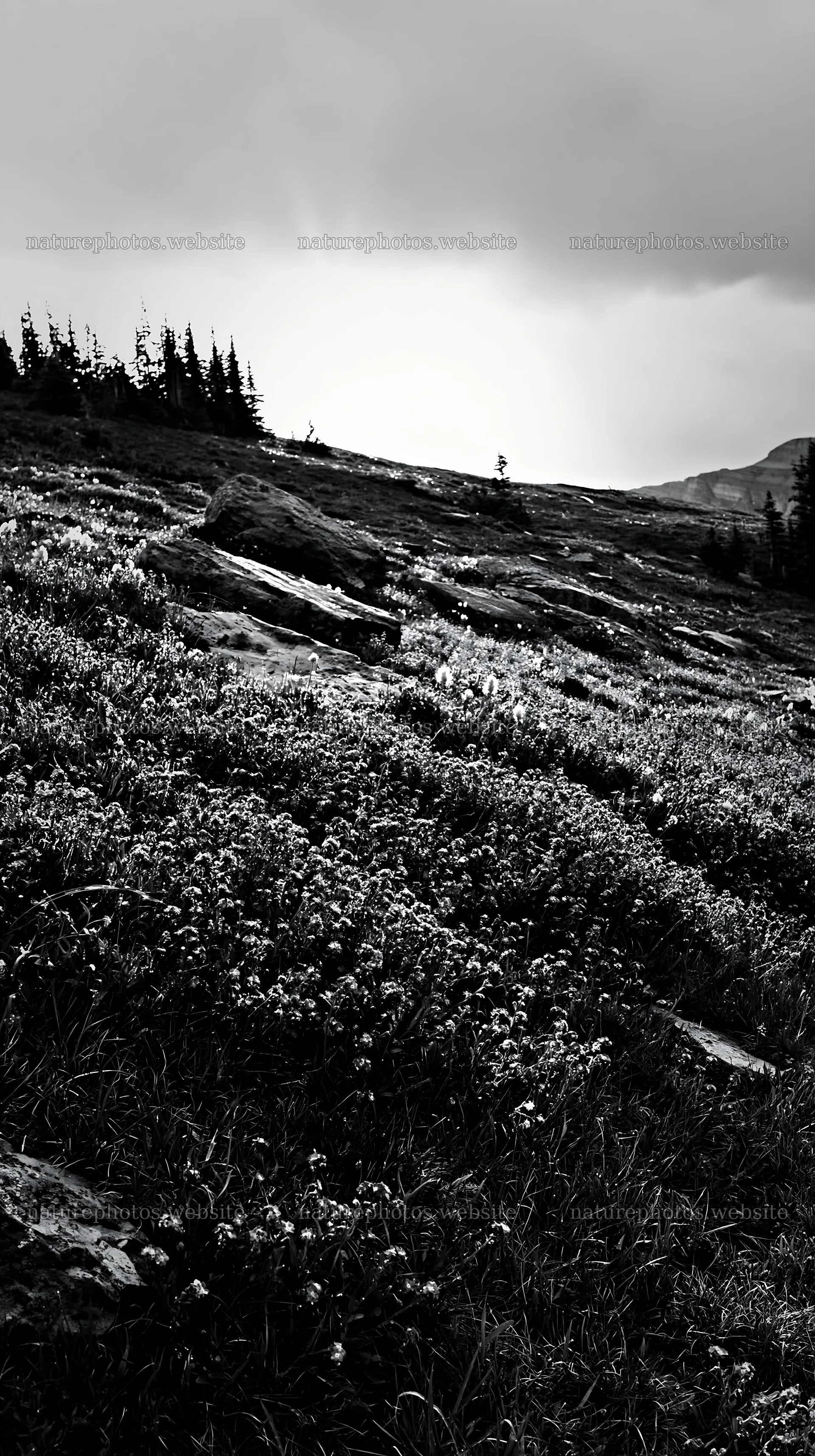 Sunshine Meadows in Banff with light rays shining through clouds – nature photos 5938x10608