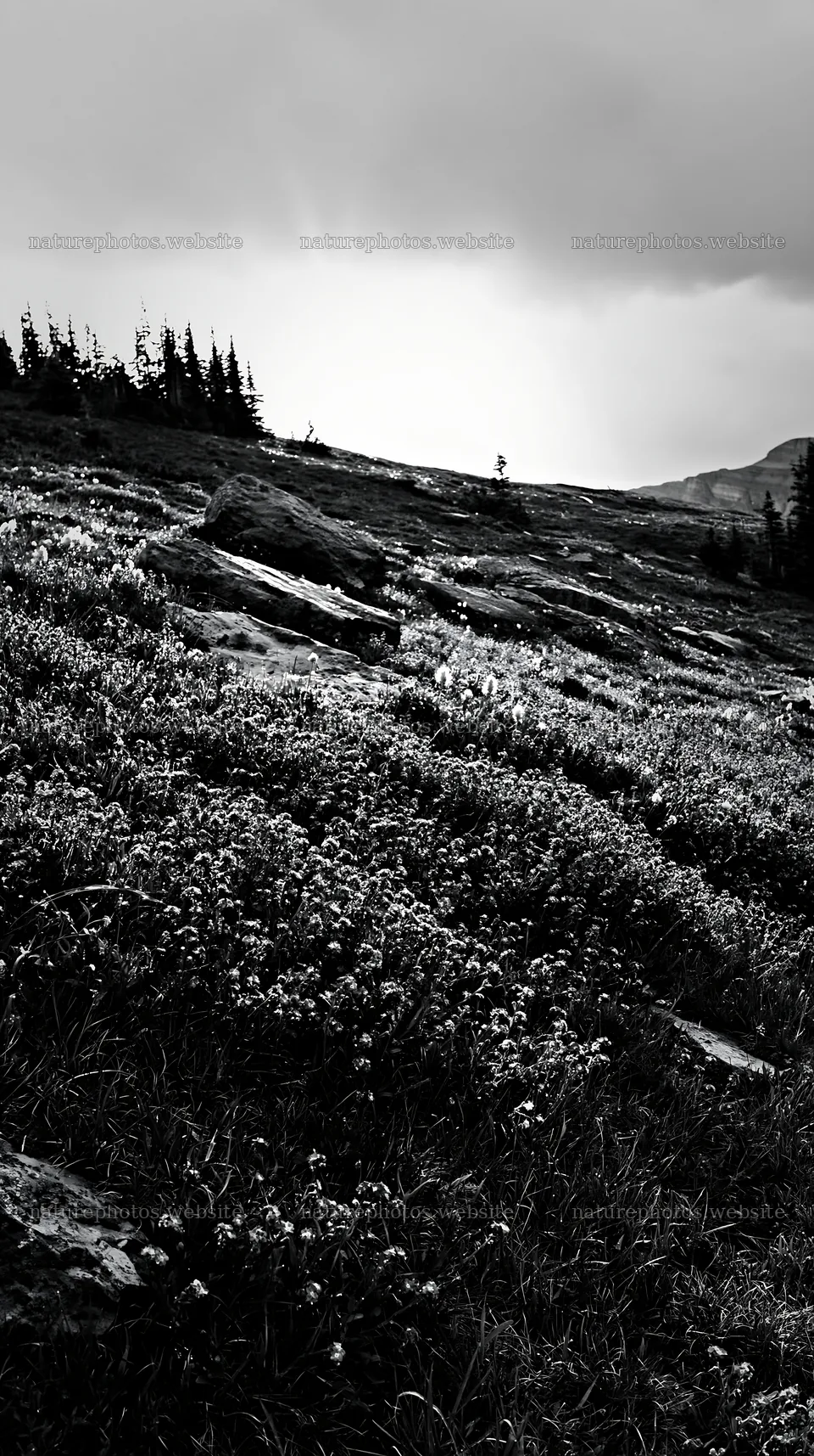 Sunshine Meadows in Banff with light rays shining through clouds – nature photos 5938x10608