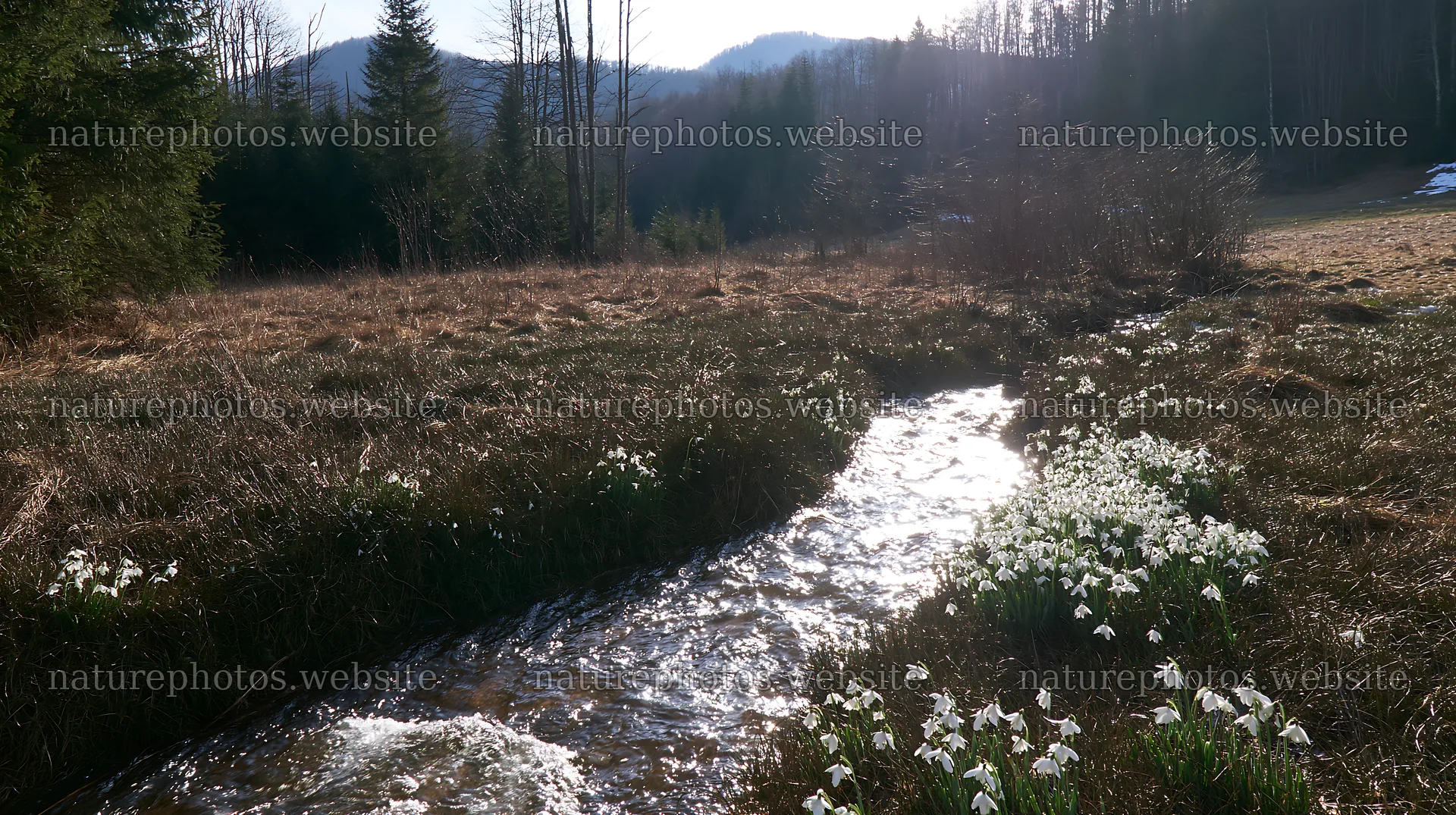 High contrast meadow with a natural watercourse and wildflowers – nature photos 10608x5938
