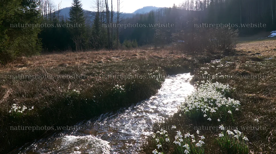 High contrast meadow with a natural watercourse and wildflowers – nature photos 10608x5938