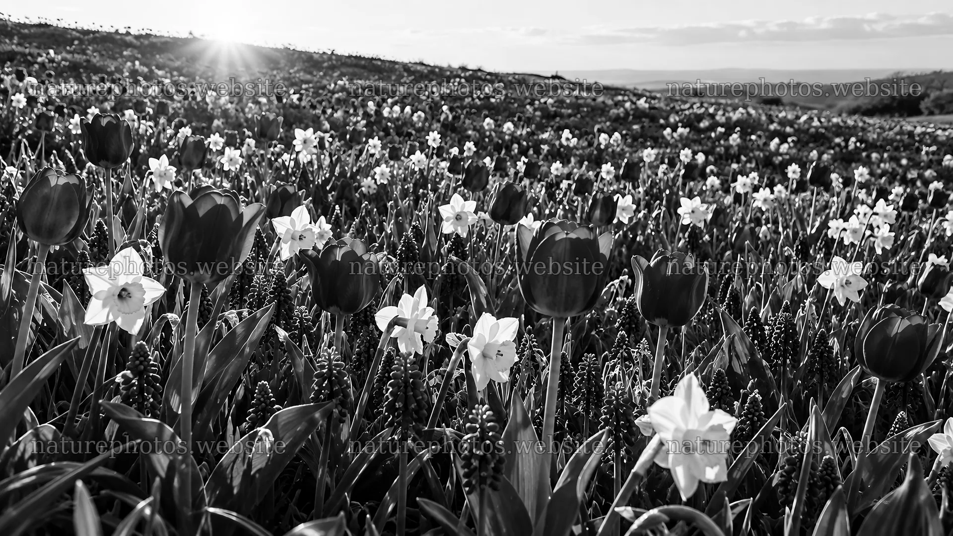 Monochrome Spring Bulbs in a Flowering Meadow – nature photos 10324x5812