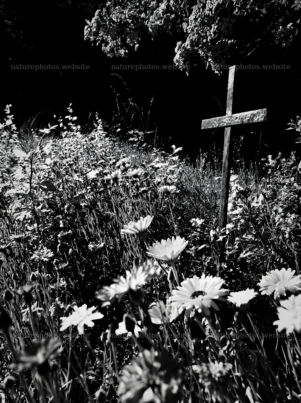 Christian cross in meadow during Christmas season – nature photos 6866x9174